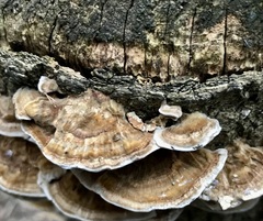 Trametes versicolor