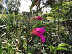 Gladiolus