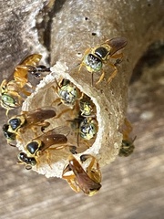 Tetragonisca fiebrigi