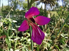 Gladiolus