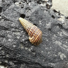 Cerithioidea