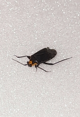 Prepops circummaculatus