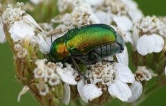 Cryptocephalus sericeus