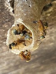 Tetragonisca fiebrigi