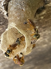 Tetragonisca fiebrigi