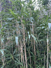 Bambusoideae