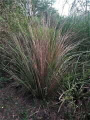 Androtrichum giganteum
