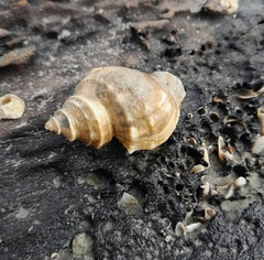 Struthiolaria papulosa