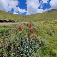 Kniphofia caulescens