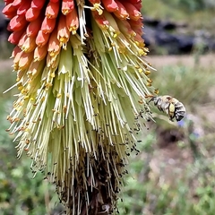 Kniphofia caulescens