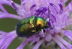 Cryptocephalus sericeus