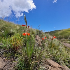 Gladiolus saundersii