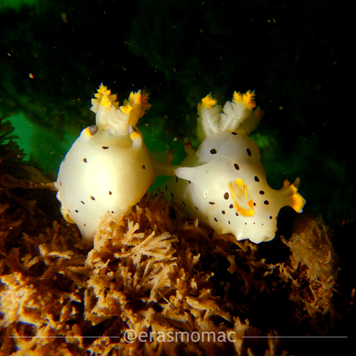 Thecacera darwini