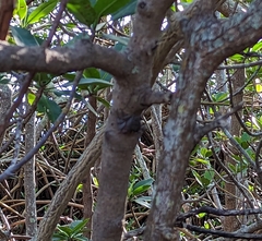 Aratus pisonii