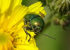 Cryptocephalus sericeus