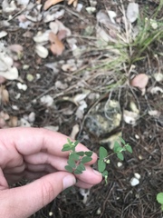 Euphorbia villifera