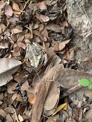 Rhinella