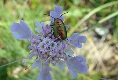 Cryptocephalus sericeus