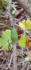 Hyla gratiosa