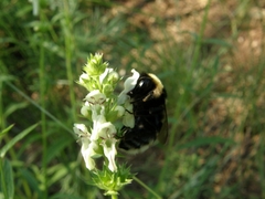 Bombus