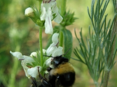 Bombus
