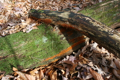 Botryobasidium simile