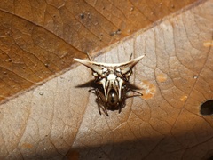 Micrathena evansi
