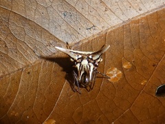 Micrathena evansi