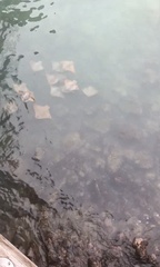 Rhinoptera steindachneri