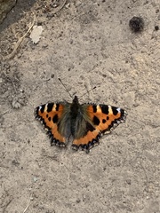 Aglais urticae