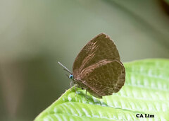 Arhopala