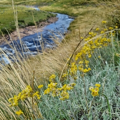 Helichrysum splendidum