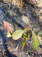 Itea virginica
