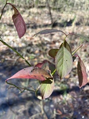 Itea virginica