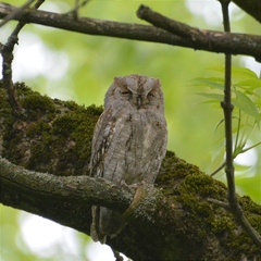 Otus scops