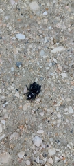 Phidippus regius