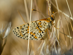 Melitaea persea