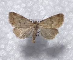 Photedes minima