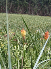 Kniphofia linearifolia