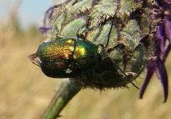 Cryptocephalus sericeus