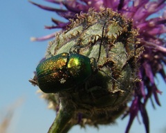 Cryptocephalus sericeus