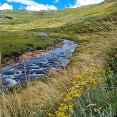 Helichrysum splendidum
