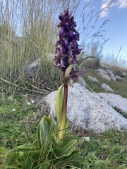 Himantoglossum robertianum