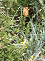 Kniphofia linearifolia