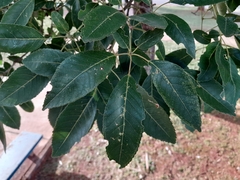 Handroanthus serratifolius