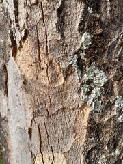 Handroanthus serratifolius