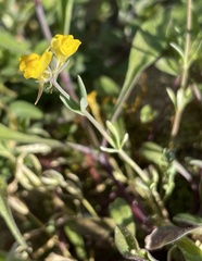 Linaria munbyana