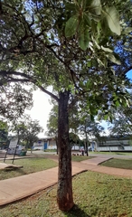 Handroanthus serratifolius