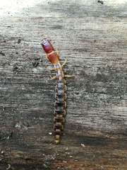 Parainocellia bicolor