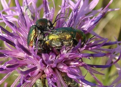 Cryptocephalus sericeus